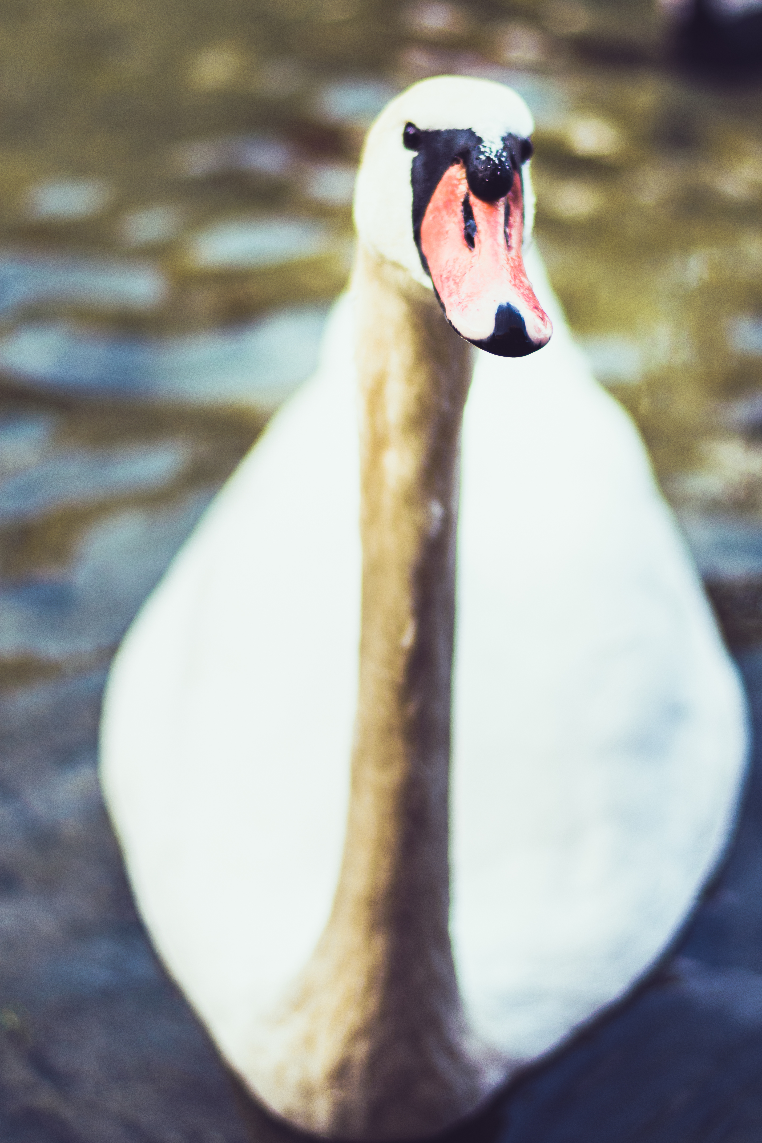 Swan